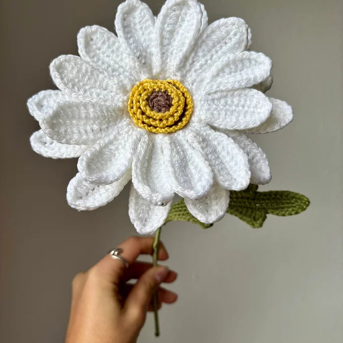 Gerbera