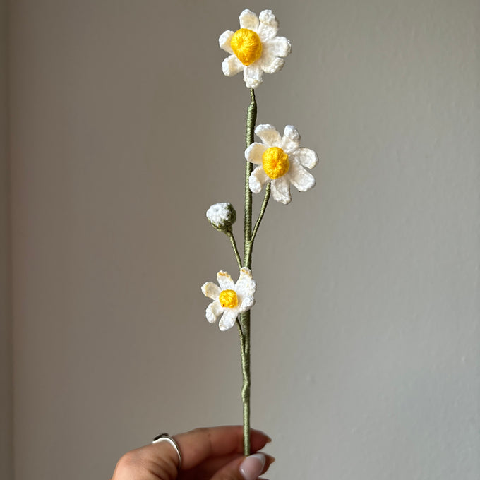 Camomille