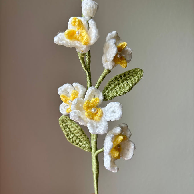 Jasmin