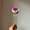Rose bicolore