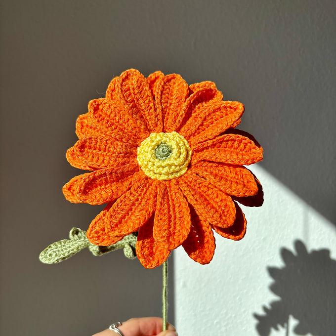 Gerbera