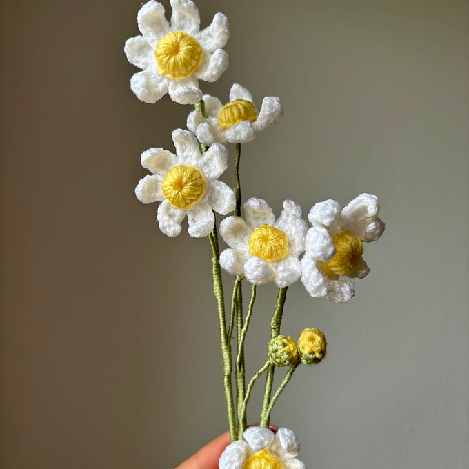 Camomille