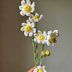 Camomille