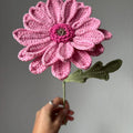 Gerbera