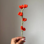 Petites fleurs