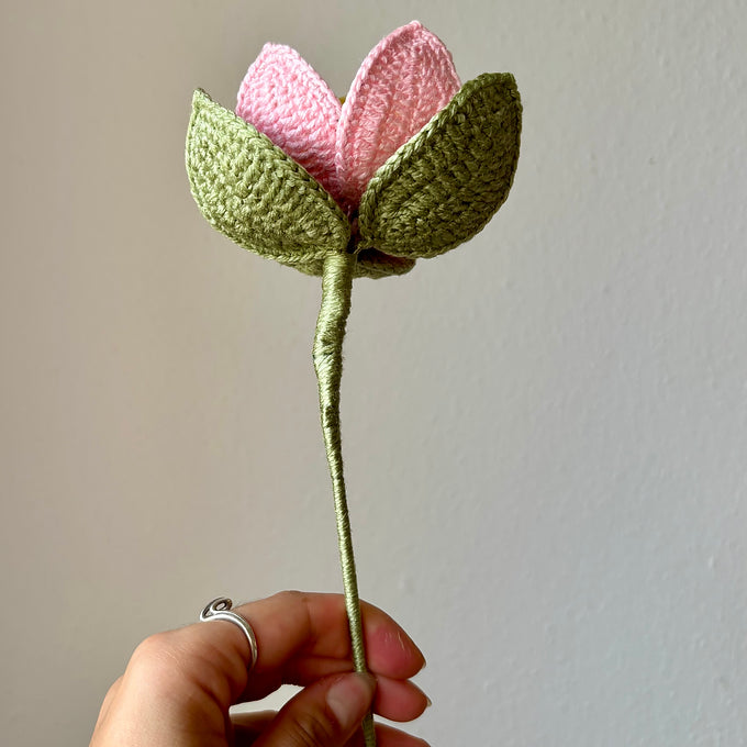 Bouture lotus