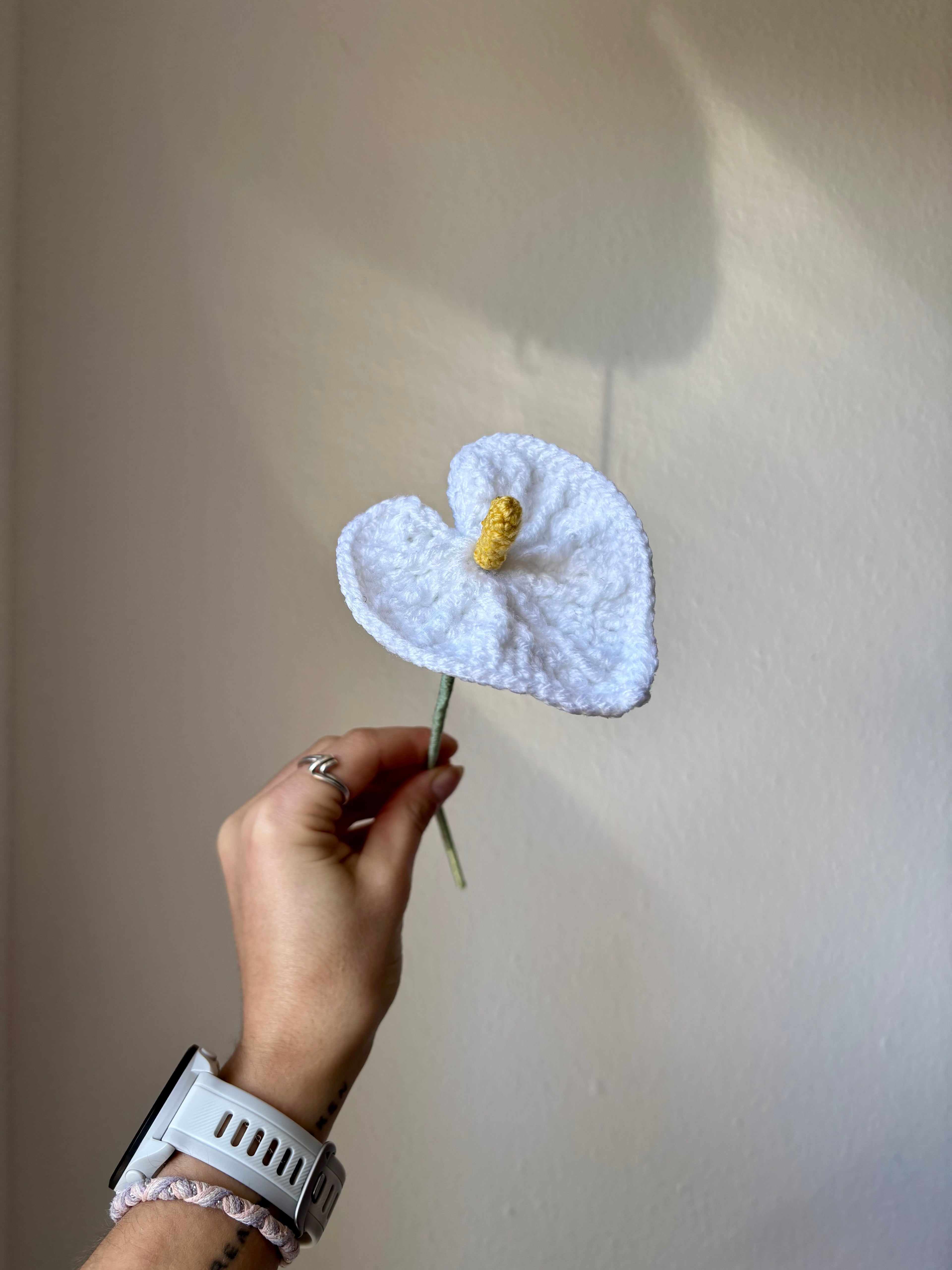 Anthurium