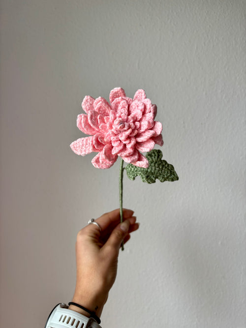 Chrysanthème