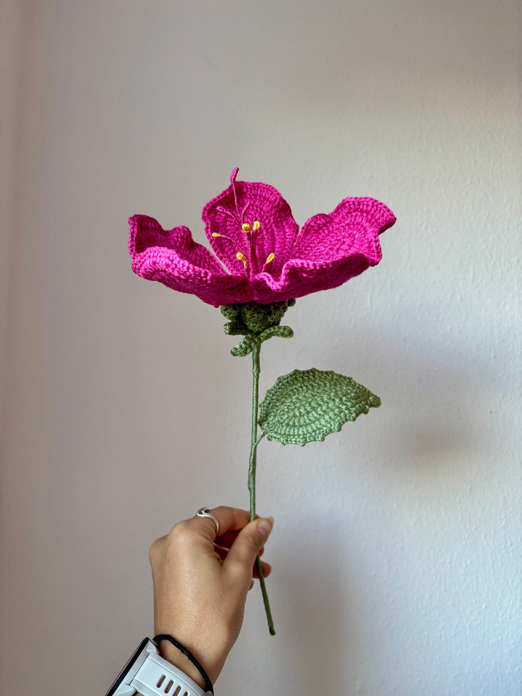 Hibiscus