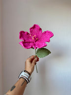 Hibiscus