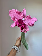 Orchidée