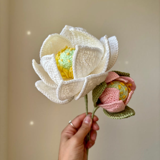 Bouture lotus