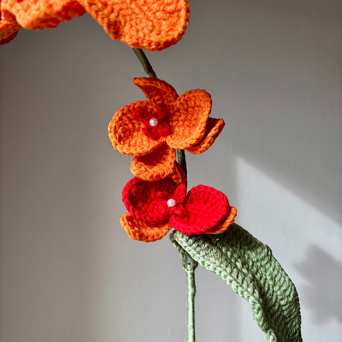 Orchidée